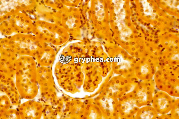 Glomérule Rein x100 - gryphea.com